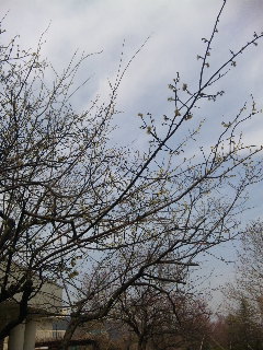 (untitled)