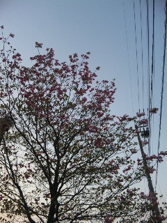 (untitled)